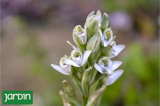 Cuidalas porque son de una orquídea nativa que te va a sorprender y que podés ayudar a preservar
