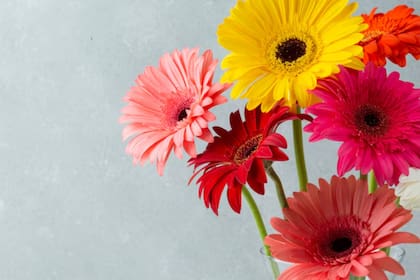 Se trata de una planta ideal para cultivar en maceta