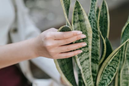 Se trata de una planta resistente que requiere poco riego