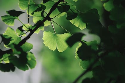 Se trata del árbol de ginkgo, más conocido como ginkgo biloba