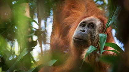 Se trata del mayor descubrimiento desde 1929