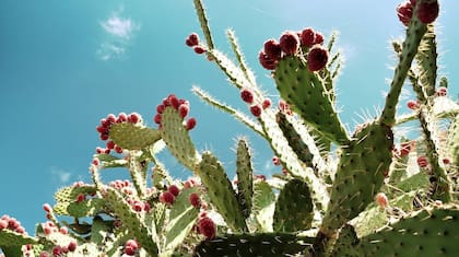 Se trata del nopal, planta originaria de México