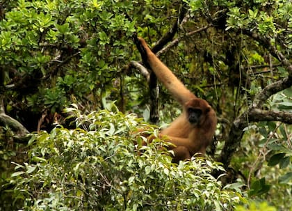 Se trata del primate más grande del nuevo mundo