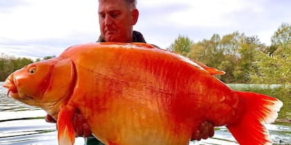 Se trataba de un pez muy popular (Foto: Bluewater Lakes)