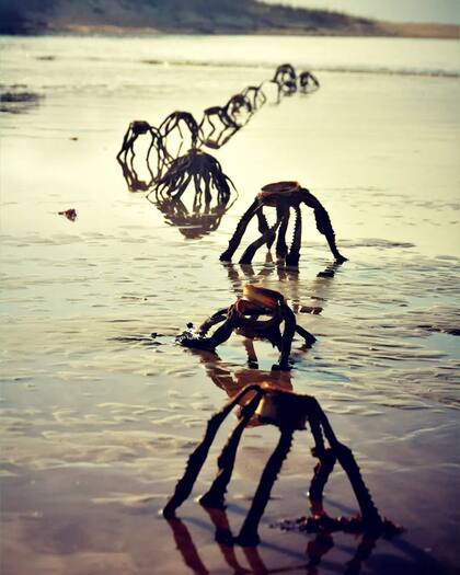 Se trataba de unas plantas llamadas Aloe Vera Ferox