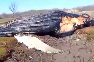 Encontraron una ballena muerta en la costa del Río de la Plata