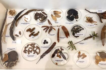 Se ve un muestrario de hojas secas, semillas y frutos secos.