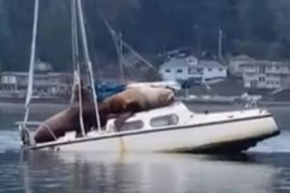 "Se veía un poco descuidado", comentó el exdeportista sobre el velero que tenía a dos lobos marinos a bordo