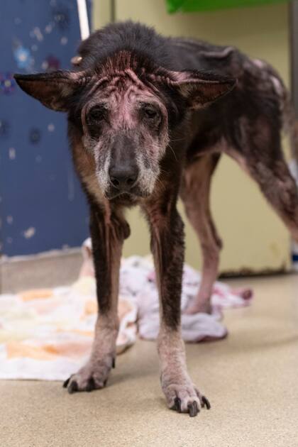 "Se veía única, con pelo ralo y áspero, orejas grandes y puntiagudas y piel rosada y arrugada"