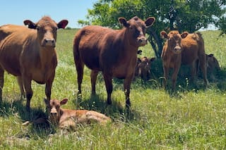 El Gobierno reglamentó la identificación electrónica del ganado desde 2026