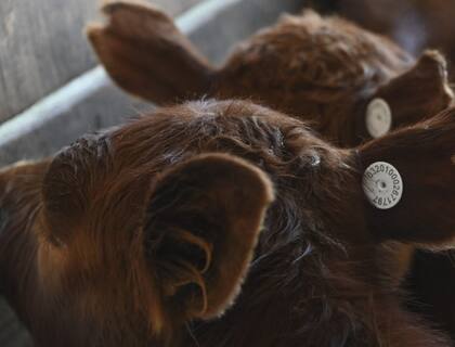 Se viene un cambio clave para la trazabilidad ganadera