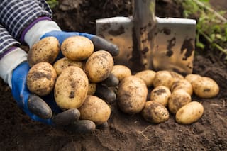 El INTA avanza con una papa revolucionaria que optimiza el uso de agua