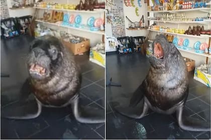 Sebastián, el lobo marino de Mar del Plata que se volvió viral en las redes sociales