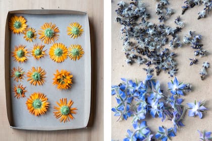 Secado de las flores pos cosecha