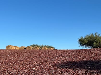 Secado de pimientos, en altos valles Calchaquíes.