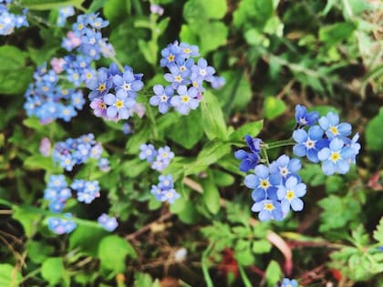 Secretamente, los partidarios del peronismo habían ideado como código para identificarse el hecho de llevar consigo un ramito de la flor no me olvides