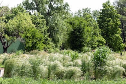 Sector donde se aprecia la plantación de estilo naturalista.