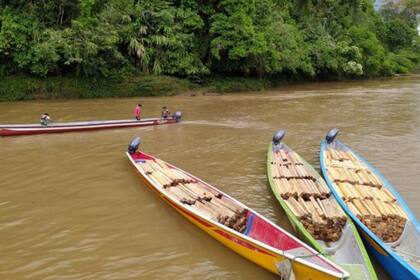 Sectores de la comunidad indígena extraen balsa y luego esta es transportada por los intermediarios hasta las grandes ciudades para exportarla al extranjero