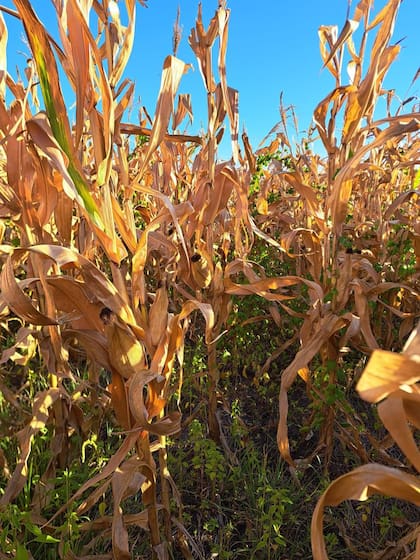 Sectores de los departamentos Unión y Marcos Juárez no tienen buenas lluvias desde Navidad, según Juan Pablo Ioele