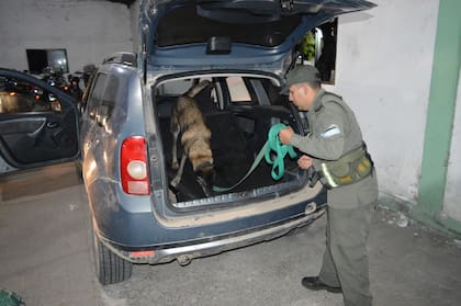 Secuestro de 240 kilos de cocaína en Tucumán
