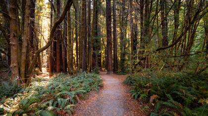 Secuoyas y el mejor cielo nocturno para ver las perseidas