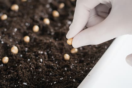 Seed Matriz, una de las startup locales que utiliza la biotecnología para, mediante un encapsulado, modificar la morfología de la semilla