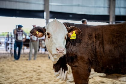 Según Alberro, la raza gana terreno en Buenos Aires, La Pampa, San Luis, el sur de Córdoba y Entre Ríos por una cuestión de números