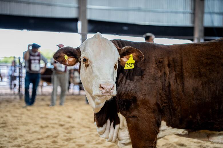 Argentina y la carne del futuro: el auge de la raza Braford y su potencial exportador