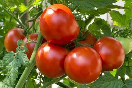 Según algunos modelos computarizados, el tomate y el trigo podrían crecer en la Luna 