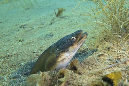Según Aristóteles, las anguilas surgían espontáneamente del lodo del fondo de los lagos o ríos