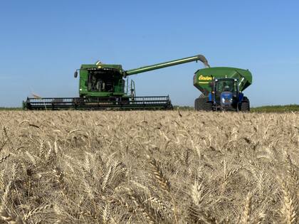 Según Battistoni, analista de granos de AZ-Group, en el sur bonaerense se necesitan 33qq/ha para cubrir los costos directos, que asciendan a 54qq/ha para atender los costos totales como único cultivo en campo alquilado a 350Us$/ha. En esa zona, los rindes proyectados son de 50qq/ha