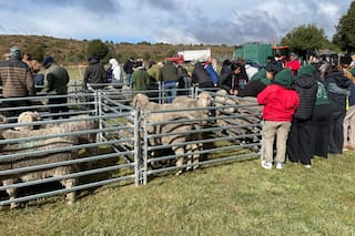 Se realizó en Bariloche una jornada de capacitación de la raza Merino