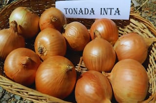 Crearon una cebolla de baja sensación de ardor con gran potencial para exportar