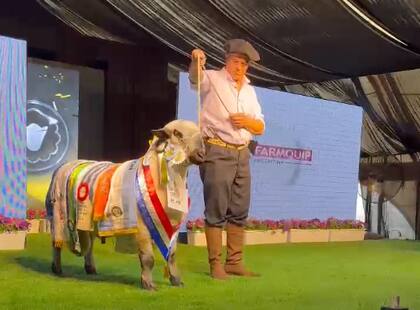 Según comentaron, la puja principal fue entre dos establecimientos extranjeros, de Colombia y de Uruguay, donde la cabaña La Candelaria, del vecino país, resultó ser finalmente la compradora. La misma cabaña compró una hembra por un valor de $30 millones, también precio máximo