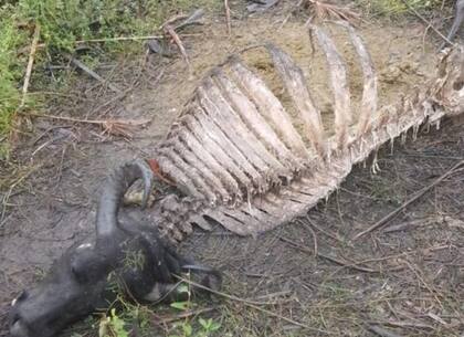 Según comentó la productora, el problema principal es la falta de equipamiento que tiene el personal de Prefectura