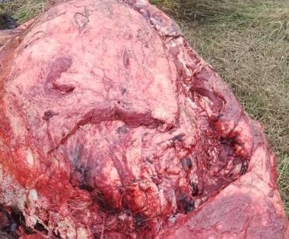 Según contó la productora, muchas de las quemazones las originan los mismos paraguayos que vienen a robar del otro lado de la orilla para “abrirse camino y que sea más fácil encontrar a los animales en el campo”