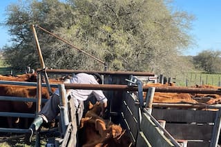 Una empresa ofrece importar la vacuna antiaftosa a un 50% menos de su valor en el país