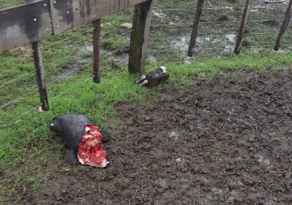 Según denunciaron en la entidad ruralista, la faena de hacienda en los campos es una constante