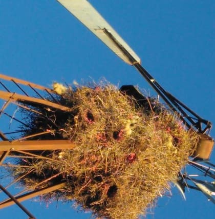 Según describe Canale, el daño que hacen las cotorras en los cultivos puede alcanzar hasta el 20% del total sembrado, donde cuando más chico es el lote, mayor la incidencia de pérdida: “Las cotorras te comen y te arruinan las cuatro esquinas de los lotes sembrados. Muchos productores vecinos lo que hacen es seguir la franja del sembrado del otro para ahorrarse dos punteras de su lote al menos”