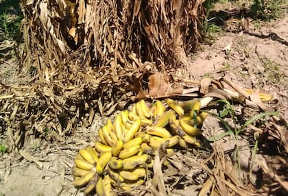 Según describió Ayala, "son cientos de toneladas de banana que se están madurando en el suelo por falta de comercialización de la fruta nacional por la situación macroeconómica del país que lleva a que haya bolsillos flacos y poco consumo" 
