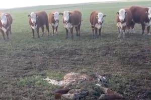 Los delincuentes entraron a un campo y dieron un duro golpe