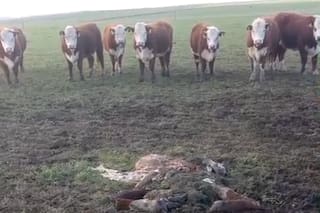 Los delincuentes entraron a un campo y dieron un duro golpe