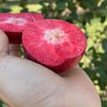 Cuál es el secreto de la manzana roja por dentro que llegó al país