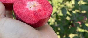 Cuál es el secreto de la manzana roja por dentro que llegó al país