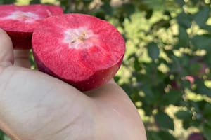 Cuál es el secreto de la manzana roja por dentro que llegó al país