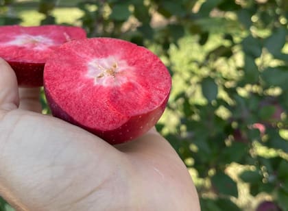 Según destacan sus desarrolladores, Kissabel se caracteriza por su “alto contenido en antioxidantes” y un perfil de sabor que remite a “toques de frutos rojos para una experiencia culinaria excepcional”