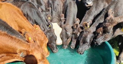 Según detalla, el agua nunca quede a más de 250 metros de los animales