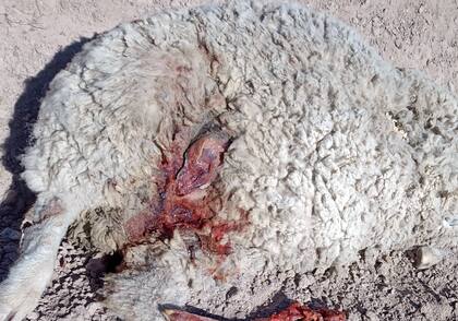 Según detalló Luchetti, productor ovino de Cerro Policía, un puma puede matar hasta 30 ovejas en una noche