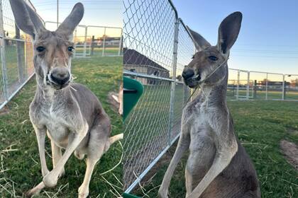 Según detalló su dueña el canguro es inofensivo e incapaz de herir a una persona u otro animal. (Facebook Marsha Matus)