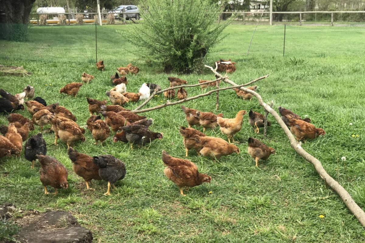 Huevos de gallinas libres de jaulas y pollos orgánicos: la tendencia en el  país - LA NACION